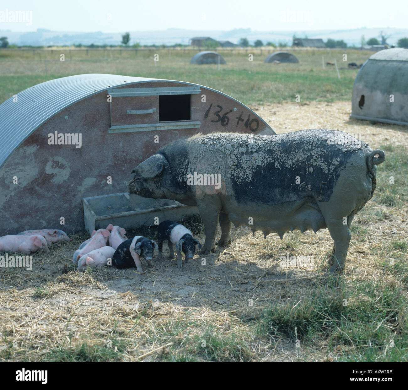 A saddleback sow with her piglets shading behind a pig ark on hot summer day on an organic farm Stock Photo