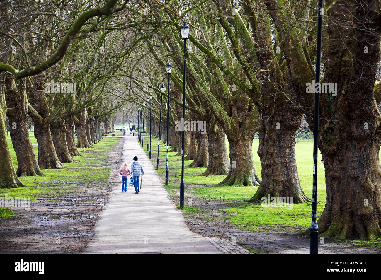 Plane trees. Jesus Green.Cambridge. Cambridgeshire. East Anglia. UK