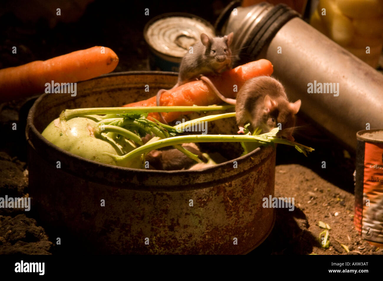 mouse steal food Stock Photo Alamy