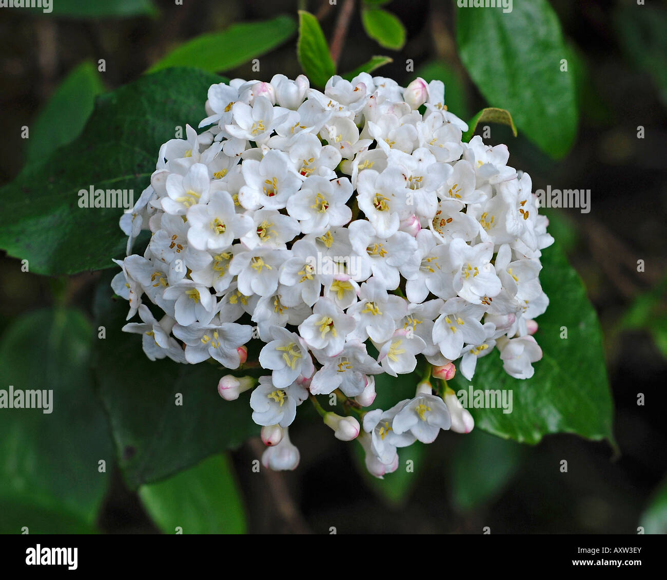 Viburnum carlesii spring flower hires stock photography and images Alamy