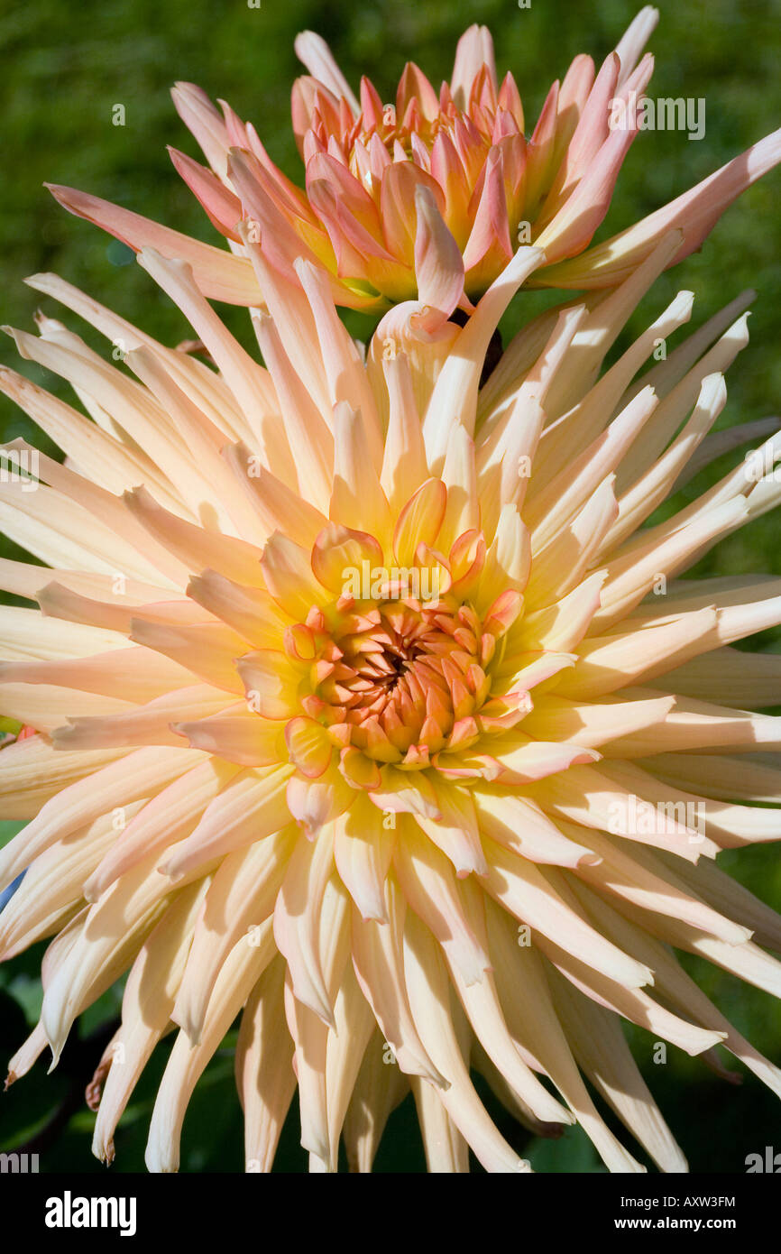 Dahlia spikes hi-res stock photography and images - Alamy