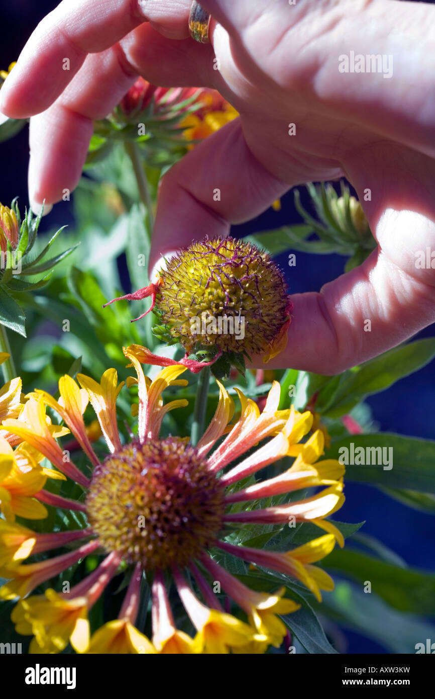 DEAD HEADING A GAILLARDIA FANFARE GAILARDIA XGRANDIFLORA, A HARDY