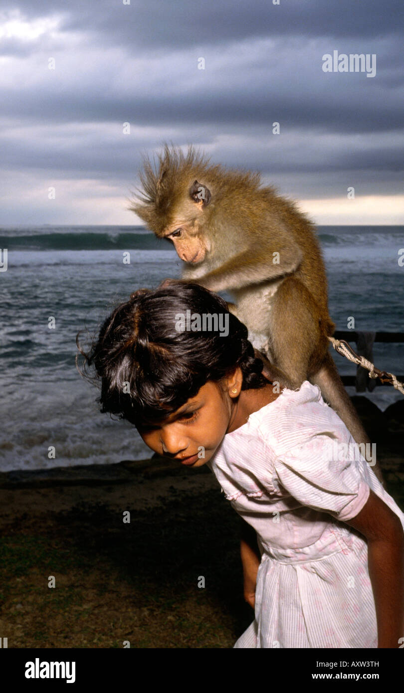 Sri Lanka Unawatuna pet monkey nit picking young girl Stock Photo