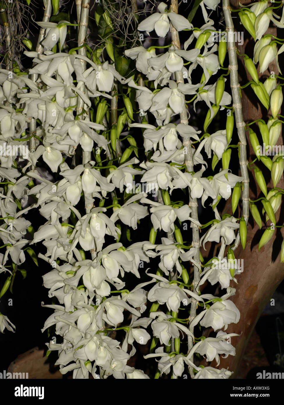 white orchid flower yard plant tropical hawaii Stock Photo Alamy