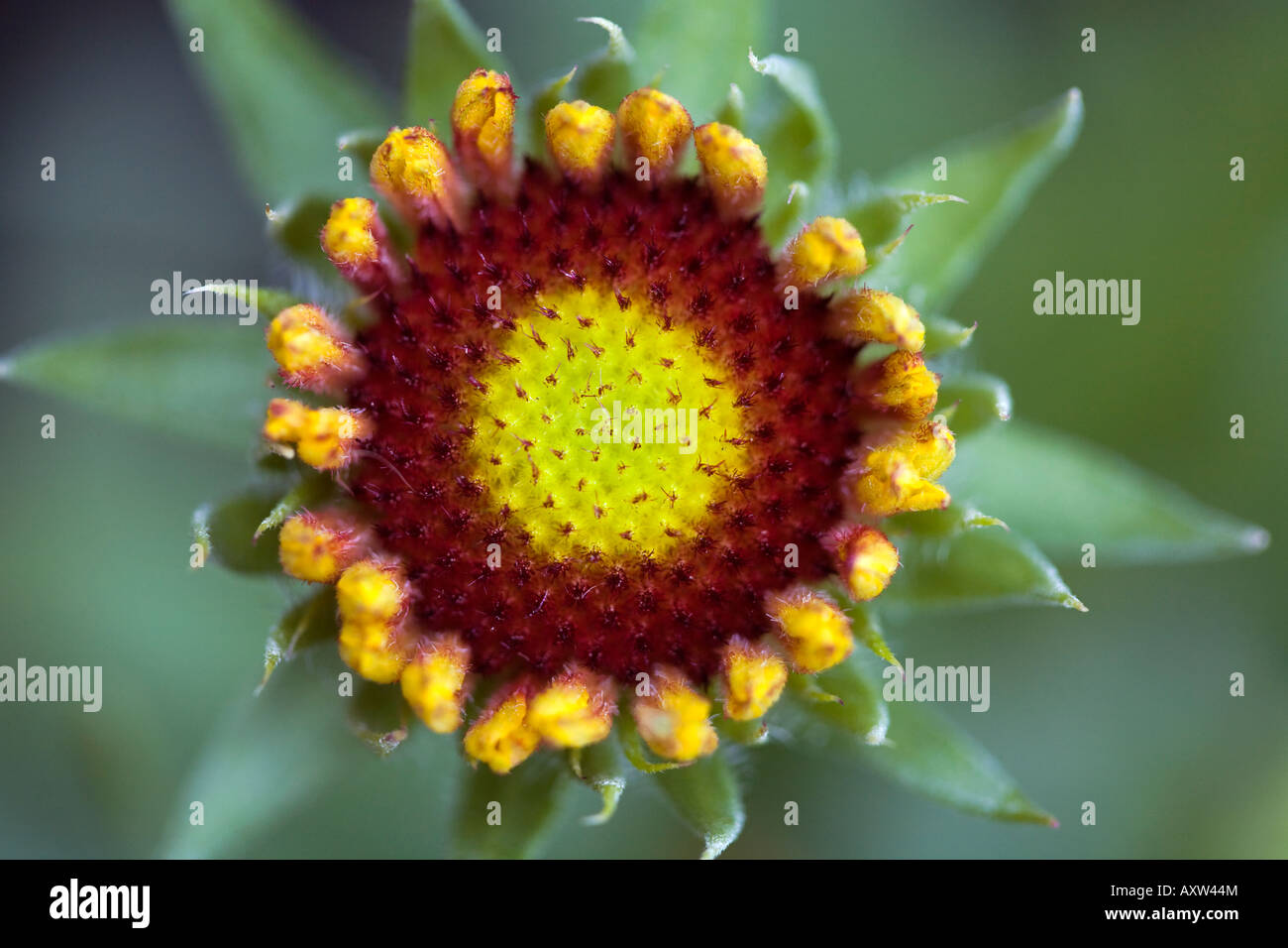 GAILLARDIA FANFARE GAILARDIA XGRANDIFLORA A HARDY PERENIAL PLANT THAT LASTS FOR YEARS IN IN