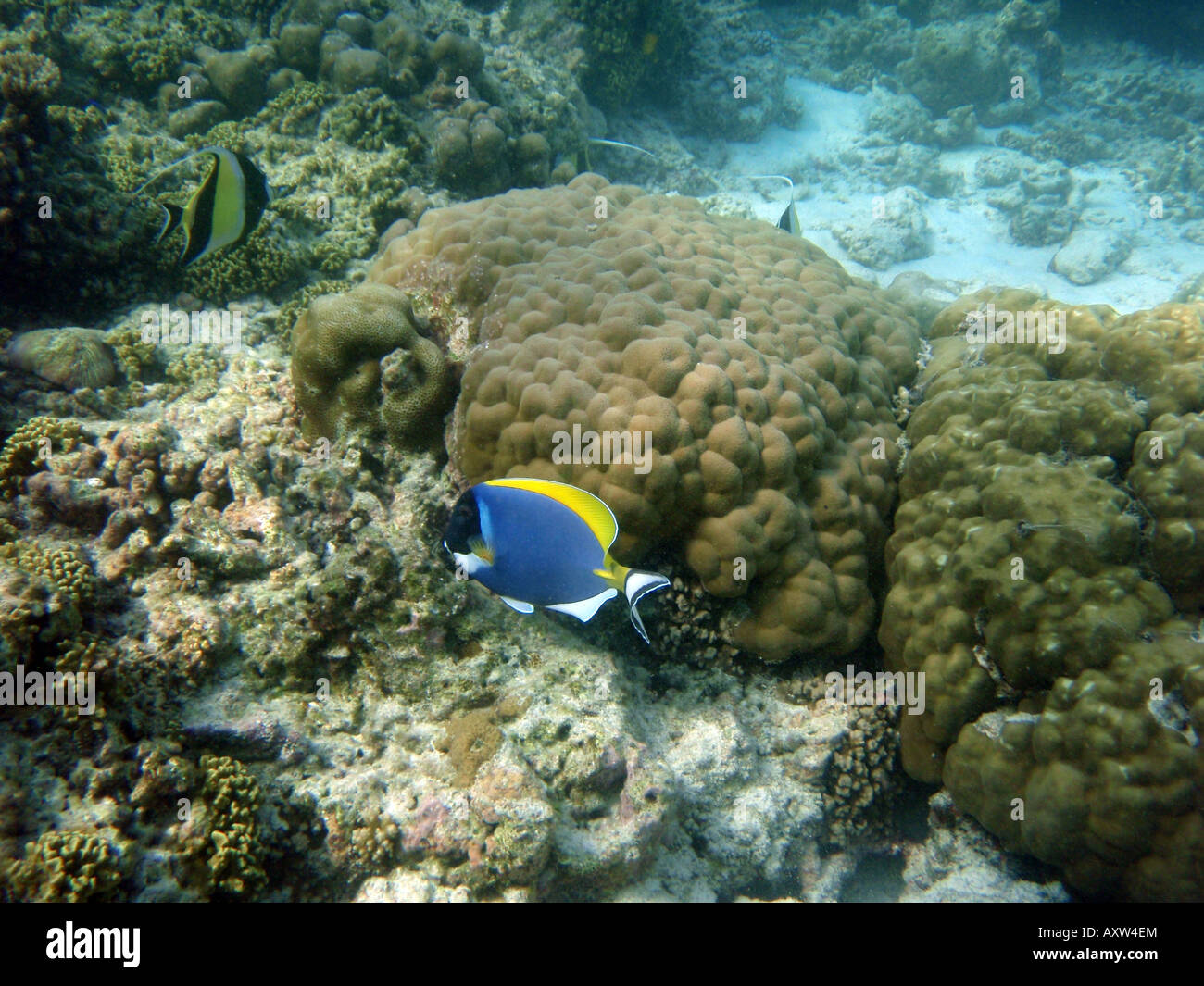 Powder Blue Surgeon Fish / Tang [Bandos Island Reef, Kaafu Atoll, Maldives, Asia]                                              . Stock Photo