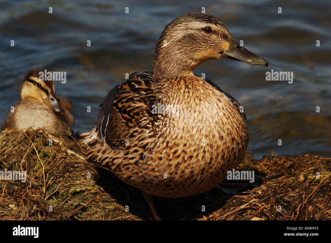 Duck and Duckling. Stock Photo