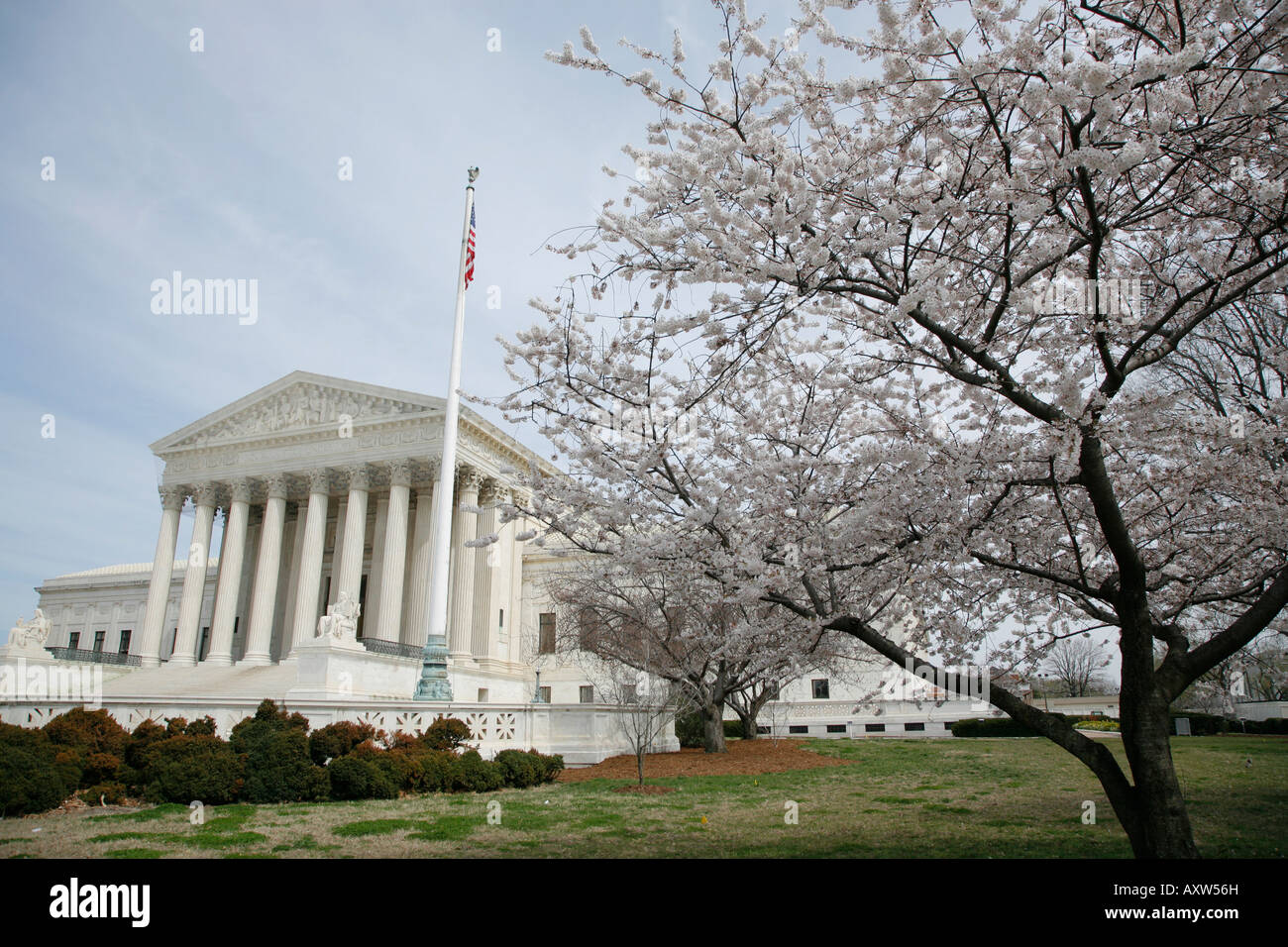 US Supreme Court building, Cherry Blossoms, Washington DC, USA Stock Photo