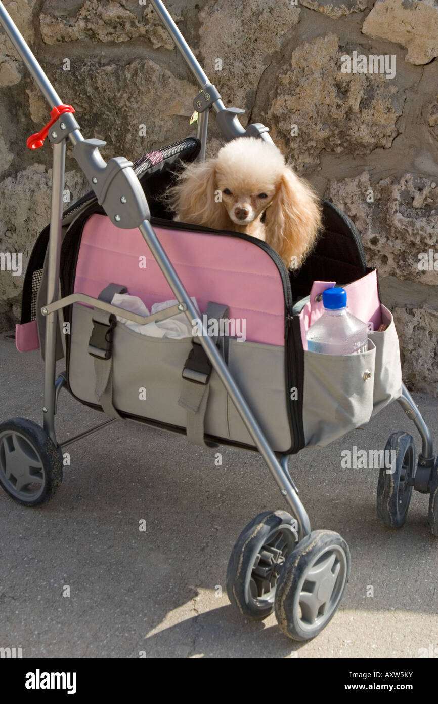 Toy Poodle Miami Beach Florida USA Spring Stock Photo Alamy