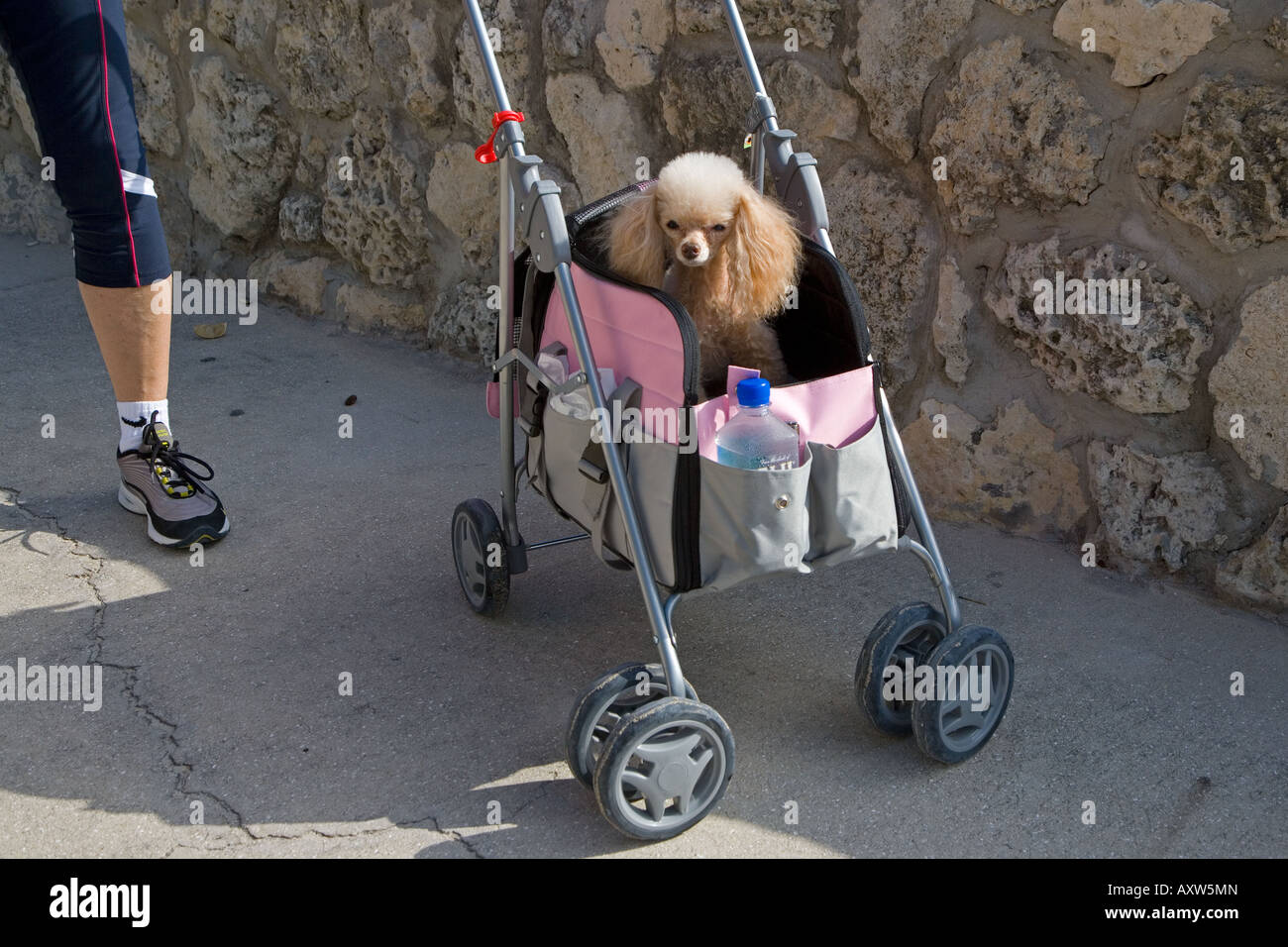 Toy Poodle Miami Beach Florida USA Spring Stock Photo Alamy