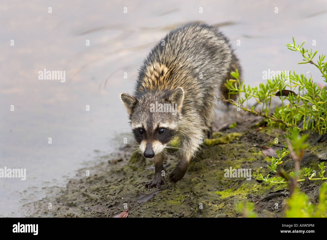 Racon Spring Raccoon Procyon lotor Florida USA Spring Stock Photo - Alamy