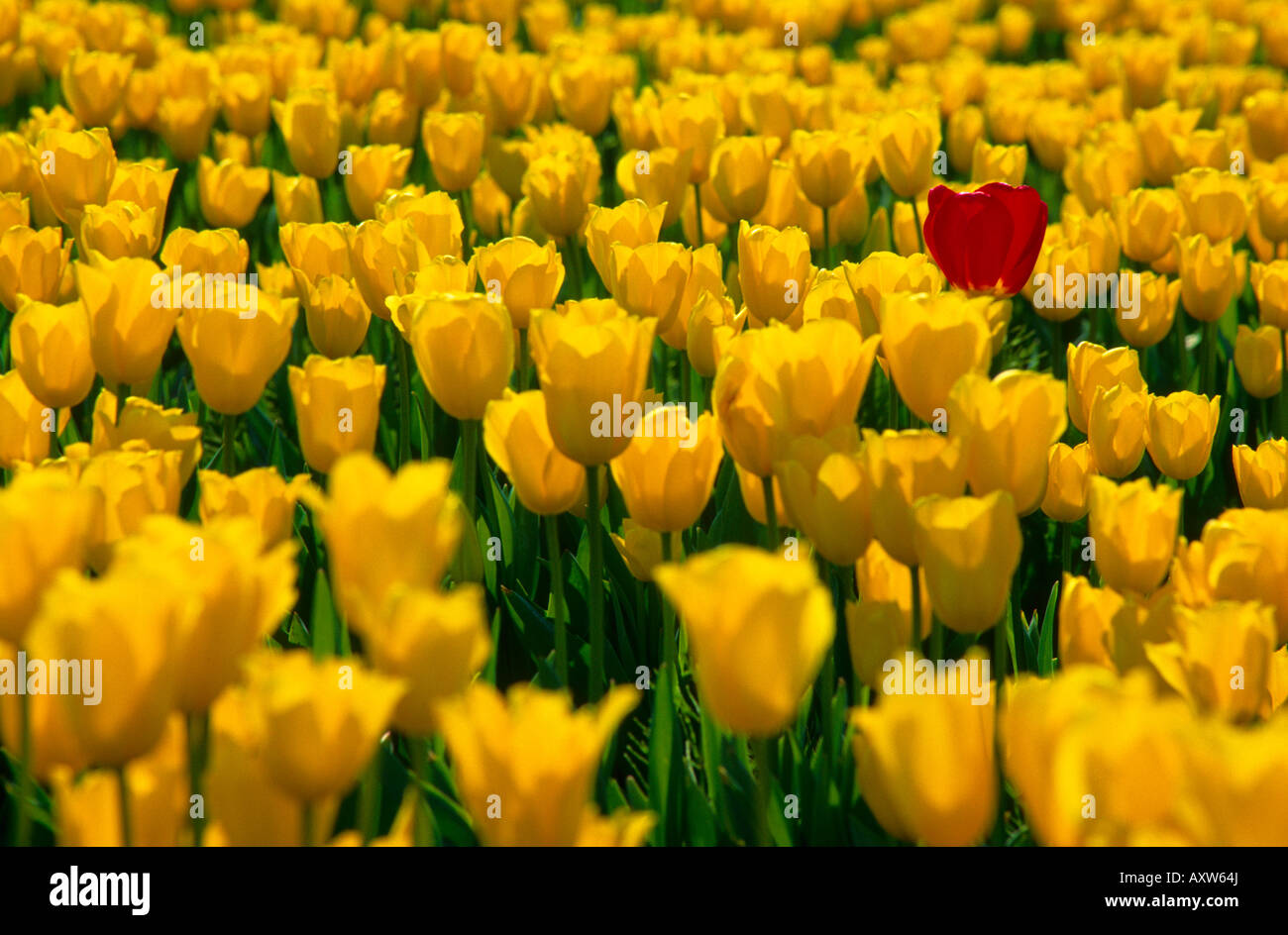 Single red tulip rising above a field of yellow tulips La Conner Washington USA Stock Photo