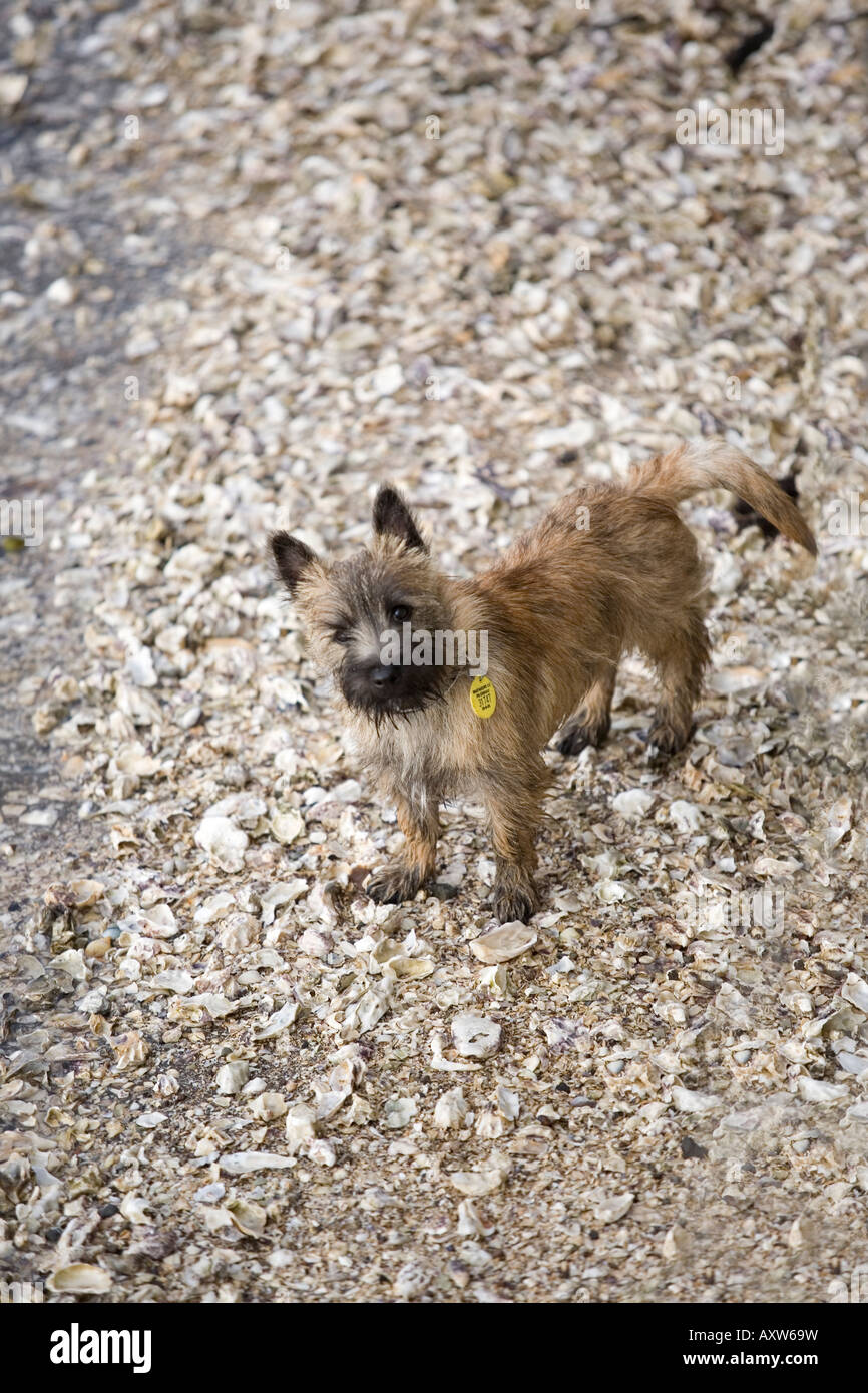 Lennon, a male Cairn Terrier puppy, age 5 months, dscovering the ocean Stock Photo