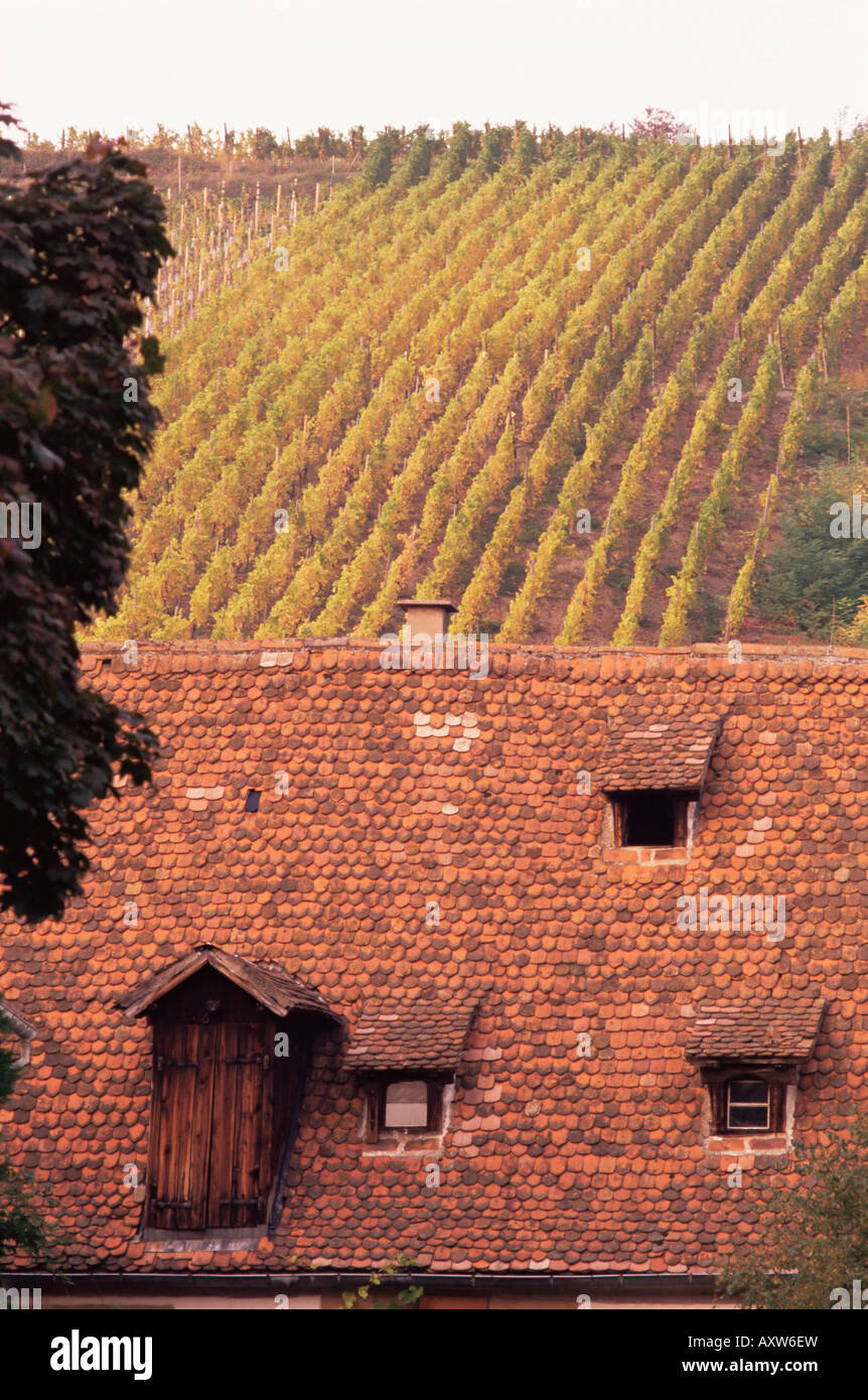 Roof and autumn vines, Riquewihr, Alsace, France, Europe Stock Photo