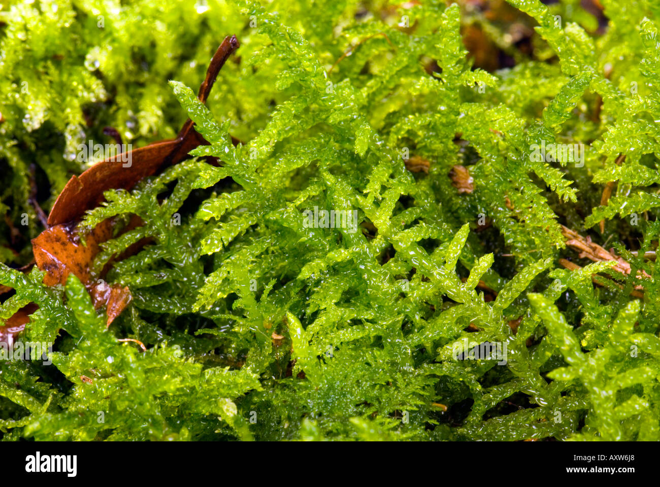 fresh dry wet damp green moss fern habitat forest makro close up plant natural ground Stock Photo