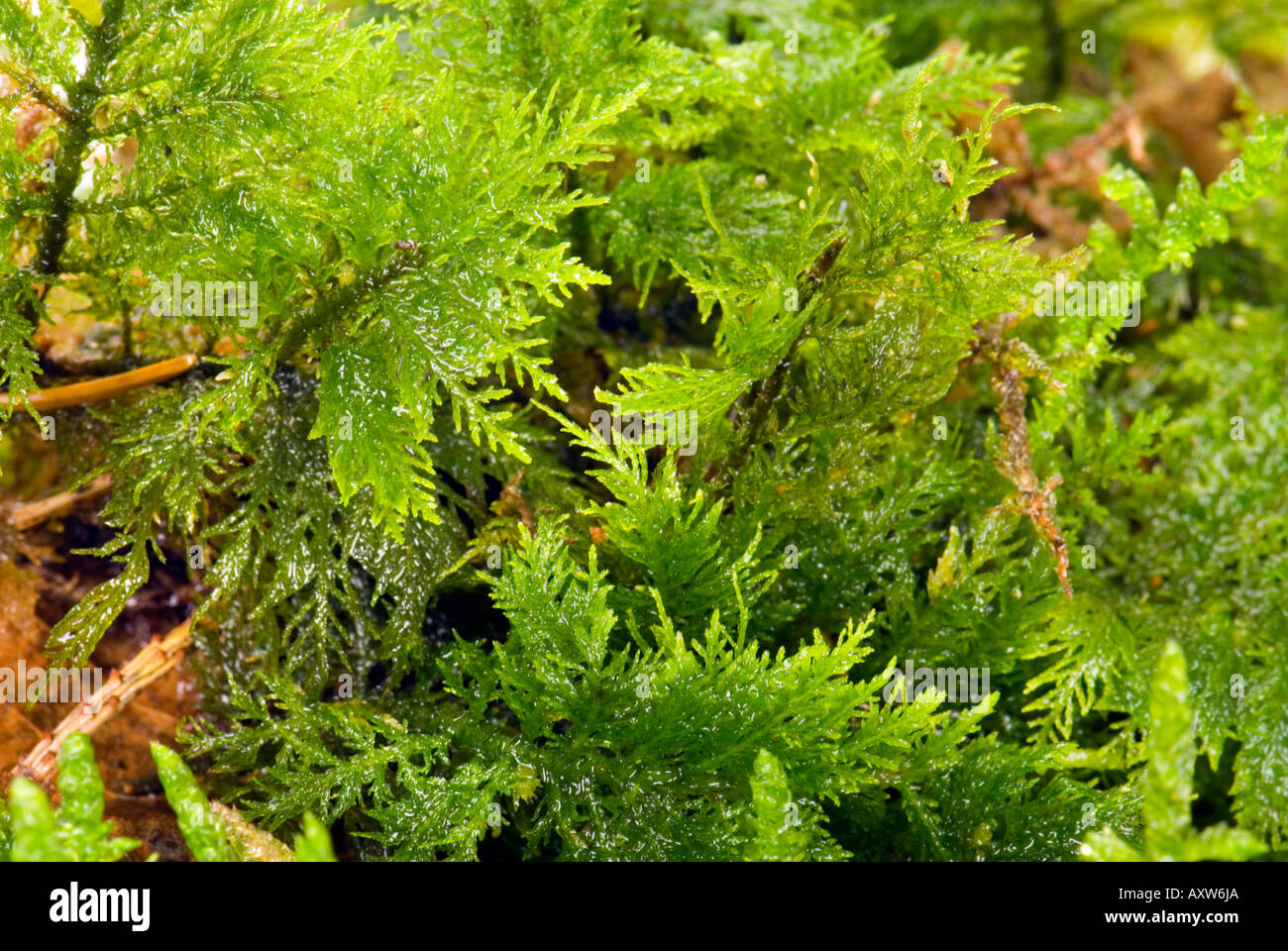 fresh dry wet damp green moss fern habitat forest makro close up plant natural ground Stock Photo