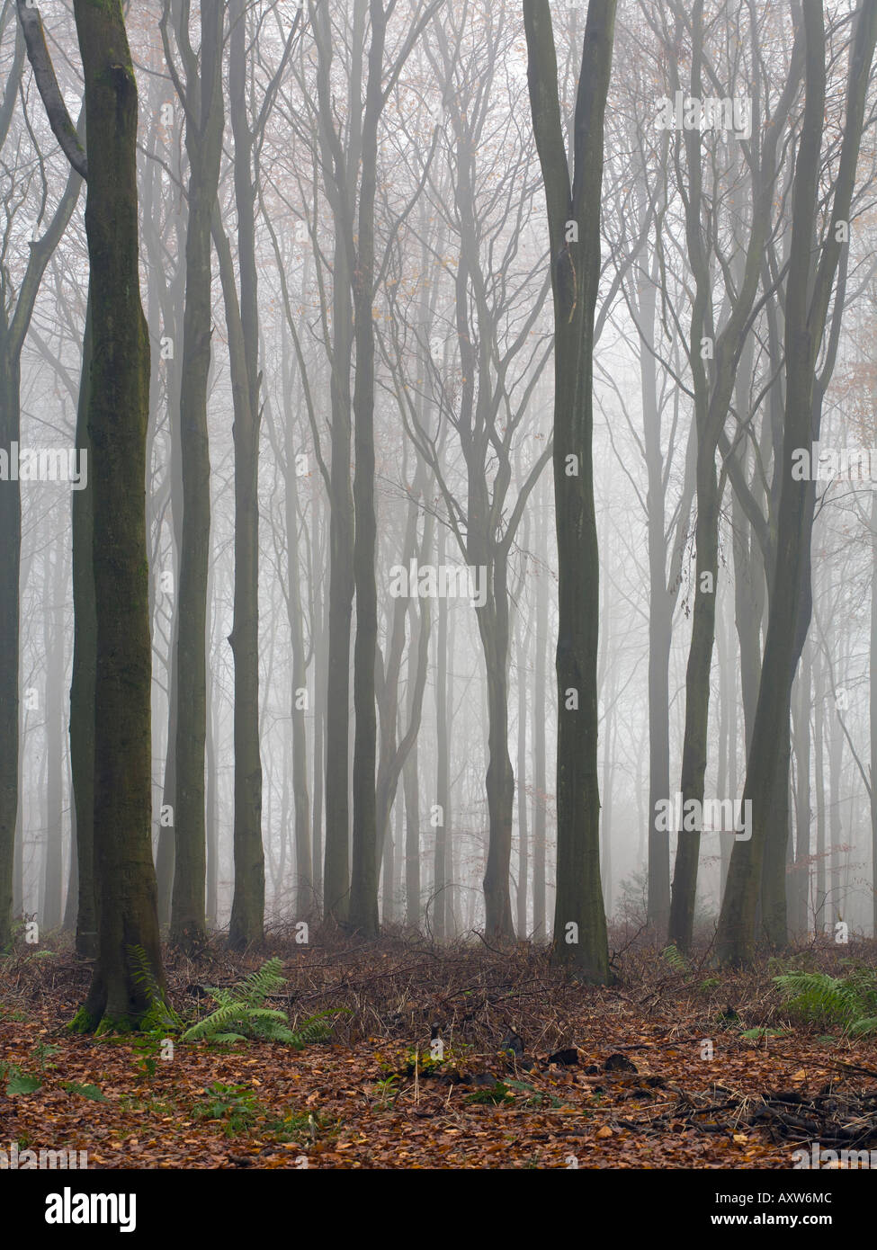 Eerie Mist hangs in West Woods near Marlborough Wiltshire UK Stock Photo