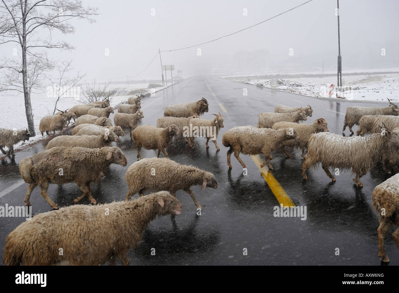 Sheep in a village in Chicheng county, Hebei province, China. 28-Mar-2008 Stock Photo