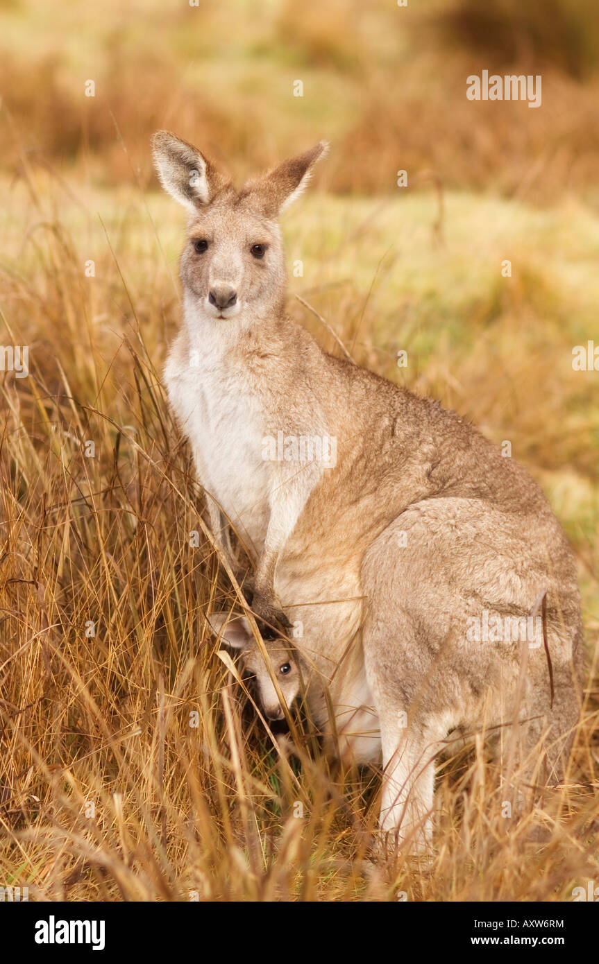 Eastern grey kangaroo and joey, Kosciuszko National Park, New South Wales, Australia, Pacific Stock Photo