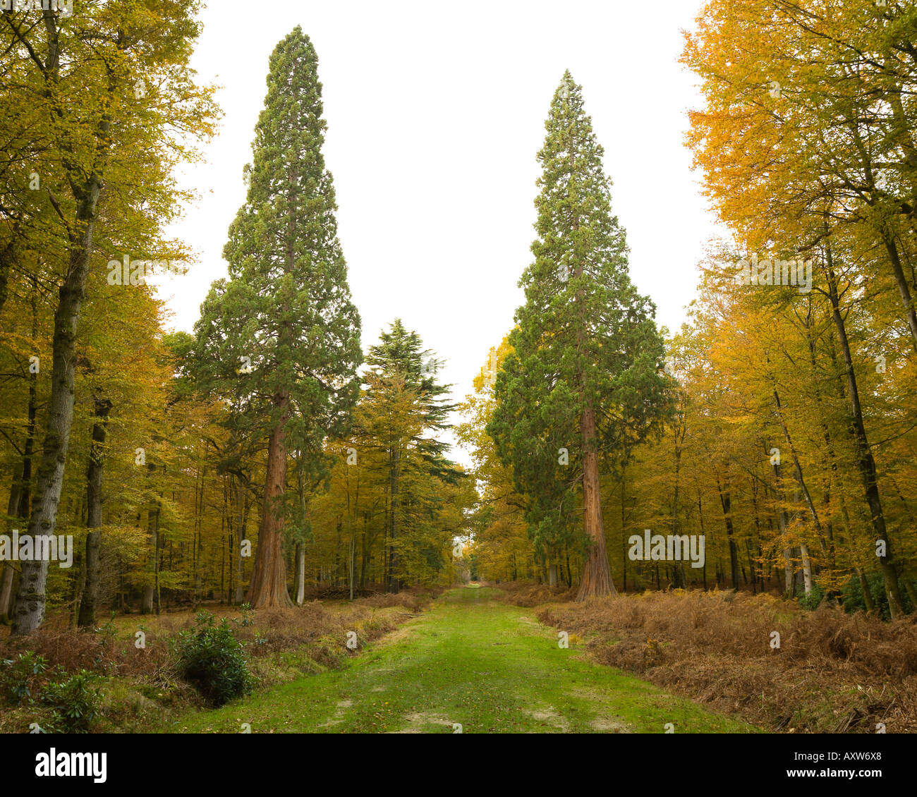 Two Giant Sequoia trees Black Water Arboretum New Forest Hampshire UK Stock Photo