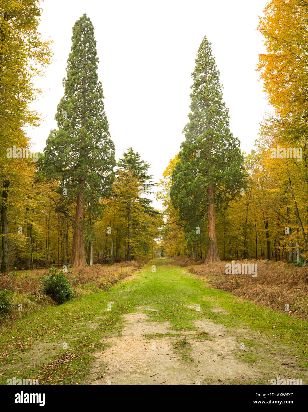 Two Giant Sequoia trees Black Water Arboretum New Forest Hampshire UK Stock Photo