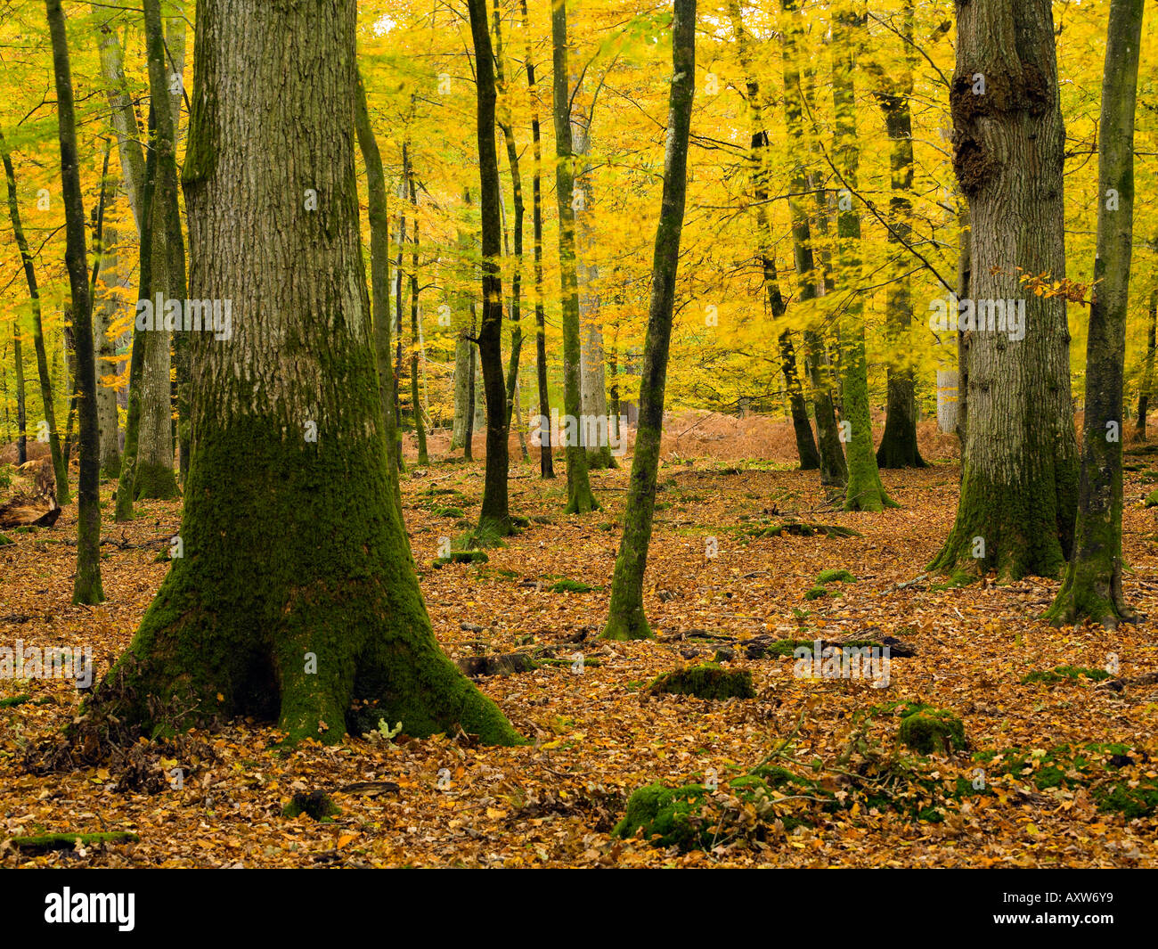 Bolder wood new forest hi-res stock photography and images - Alamy