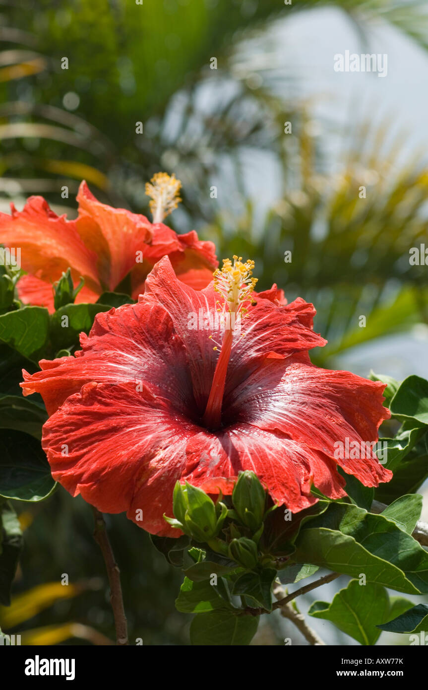 Hibiscus, Costa Rica Stock Photo