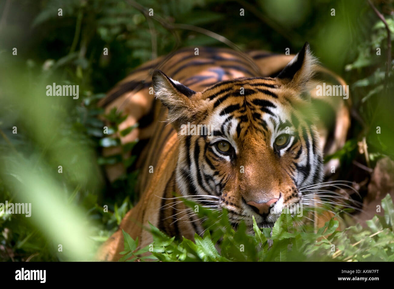 Female Indian Tiger (Panthera tigris tigris) at samba deer kill, Bandhavgarh National Park, Madhya Pradesh state, India Stock Photo