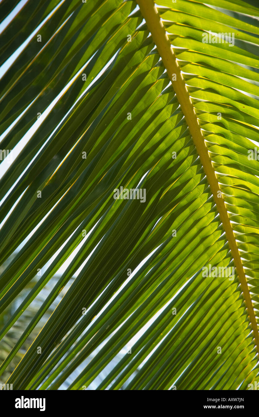 Palm leaf, Nicoya Pennisula, Costa Rica Stock Photo
