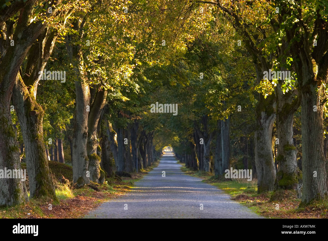 Tree avenue in fall, Senne, Nordrhein Westfalen (North Rhine Westphalia), Germany, Europe Stock Photo
