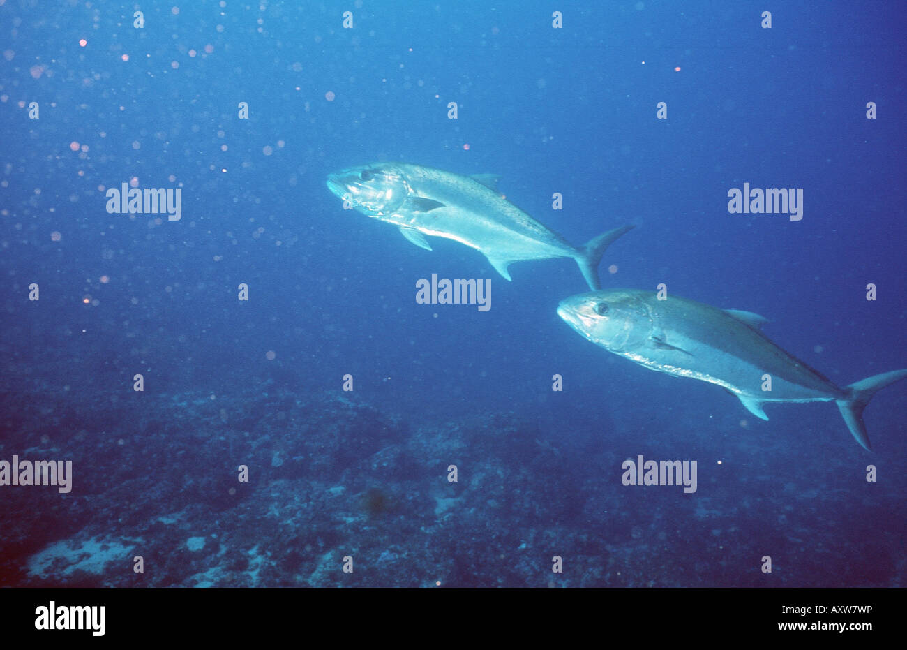 tunny, blue-fin tuna, blue-finned tuna, northern bluefin tuna (Thunnus thynnus), two individuals in the sea, Kapverden, island Stock Photo
