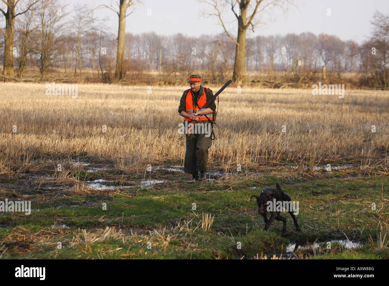 battue hunter in field landscape with hunting dog, Germany, Lower Saxony Stock Photo