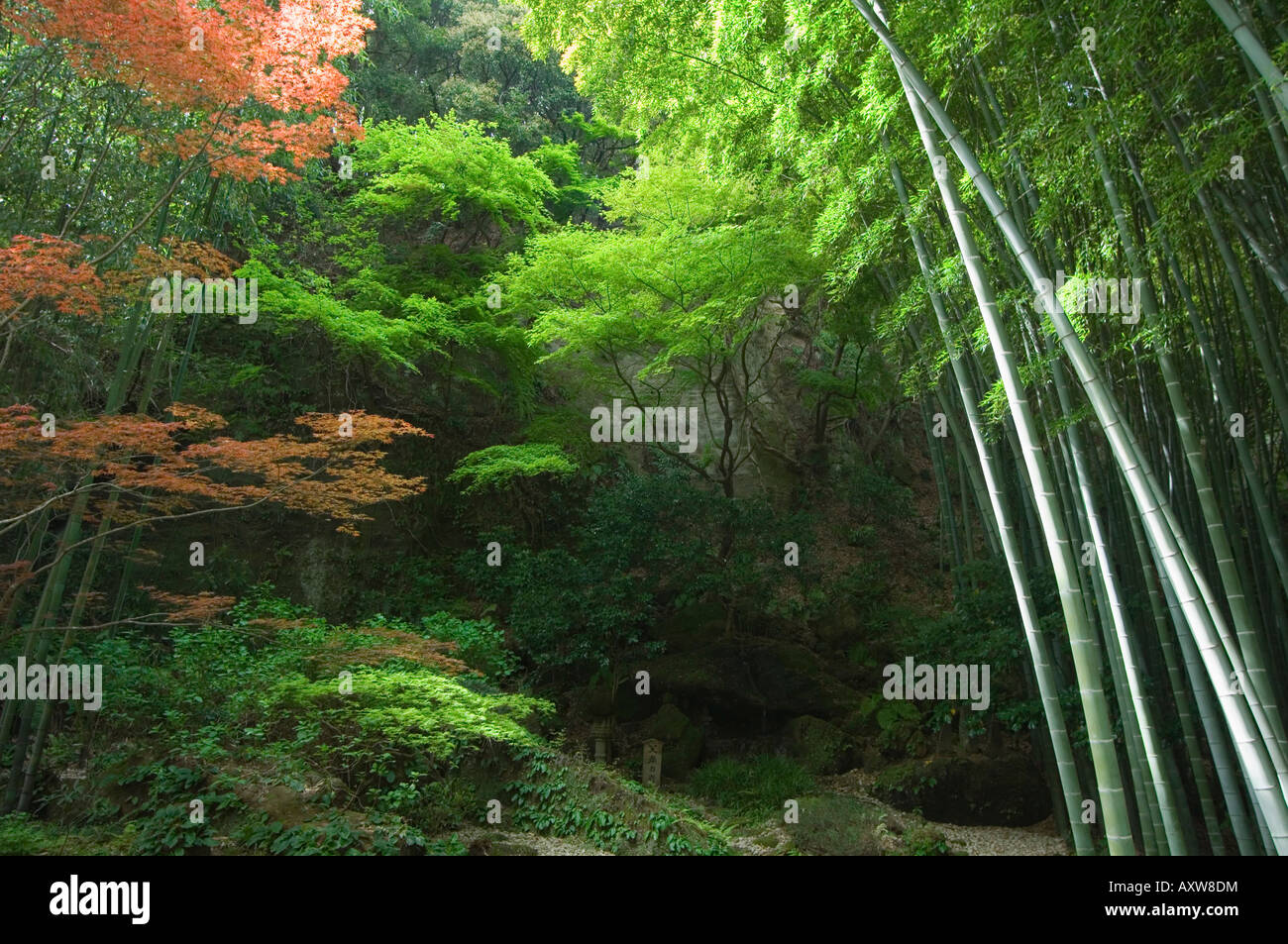 Bamboo forest, Hokokuji temple garden, Kamakura, Kanagawa prefecture,  Japan, Asia Stock Photo
