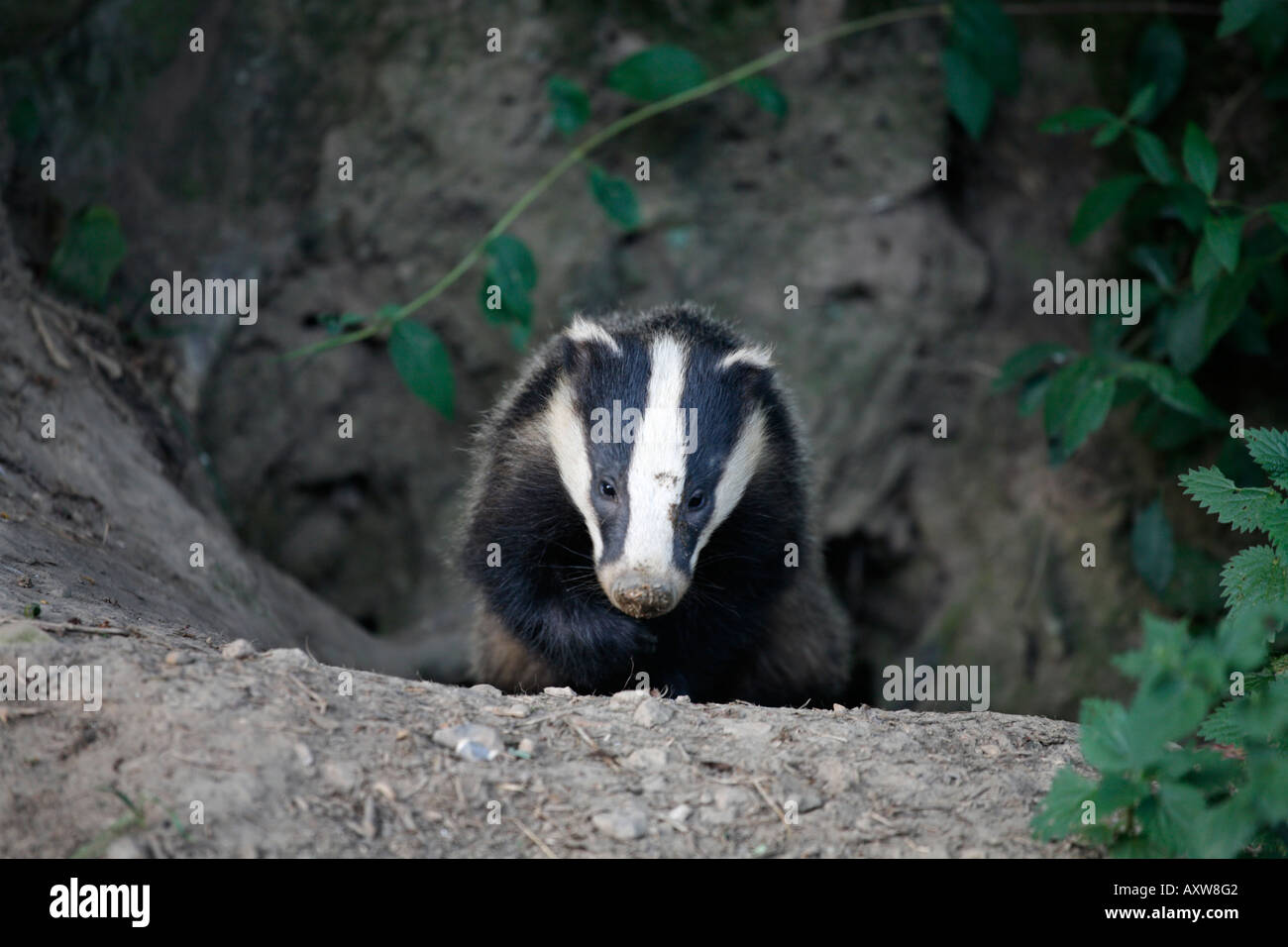 Badger sett hires stock photography and images Alamy