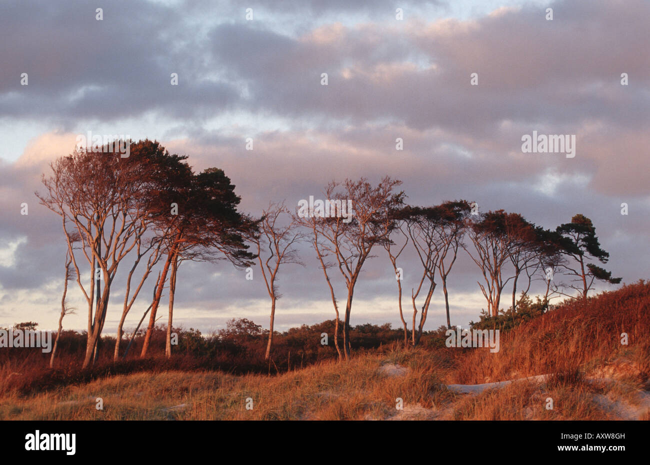 beach on the baltic sea with a few wind bent trees, Germany, Western Pomerania Lagoon Area National Park Stock Photo