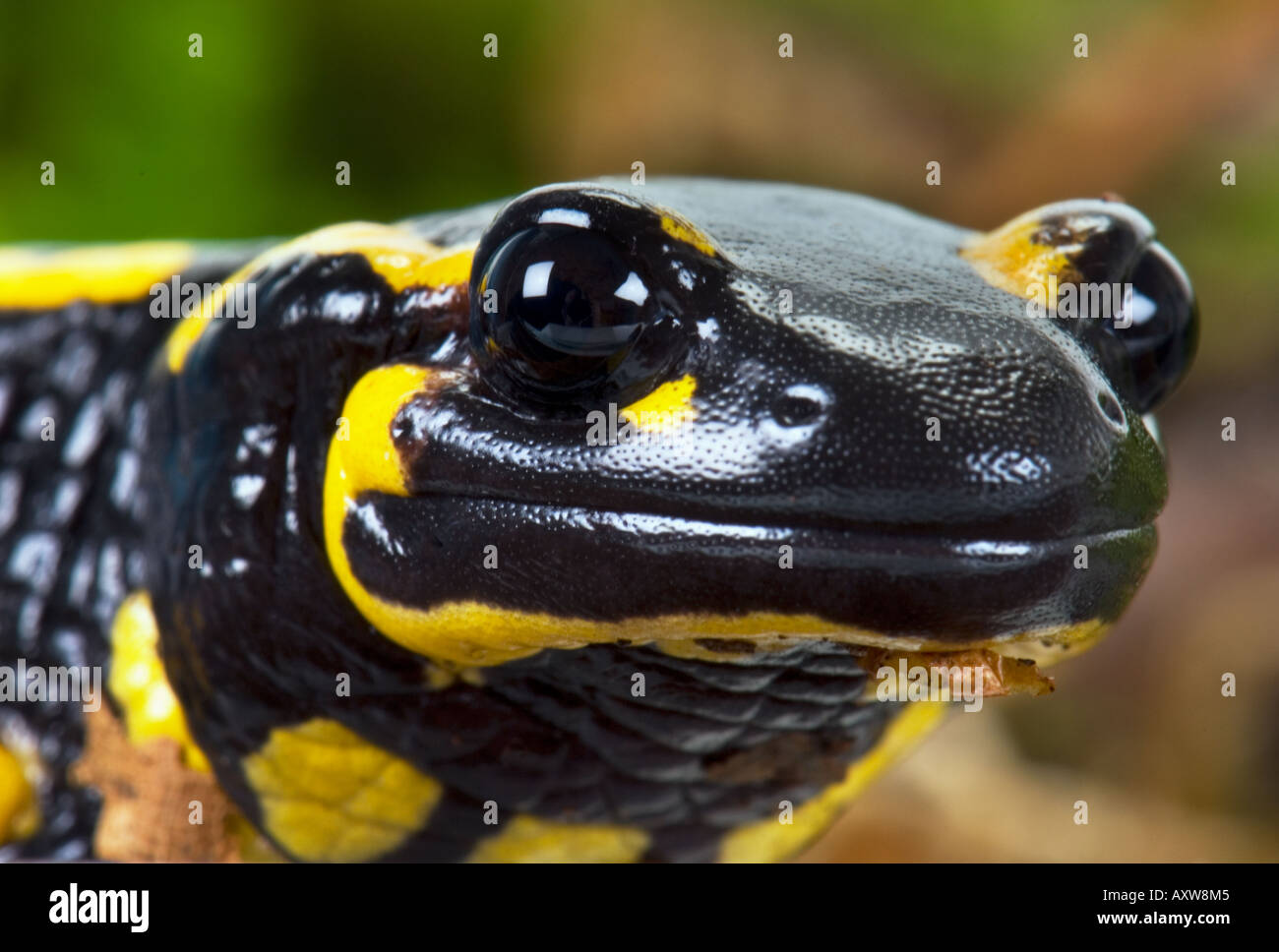firesalamander fire salamander HEAD looks out of a hole Salamandra 
