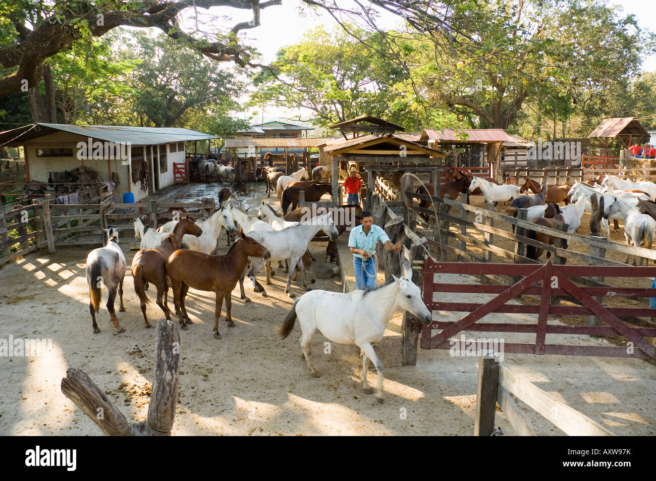 Horses, Hacienda Gauachipelin,near Rincon de la Vieja National Park, Gaunacaste, Costa Rica Stock Photo