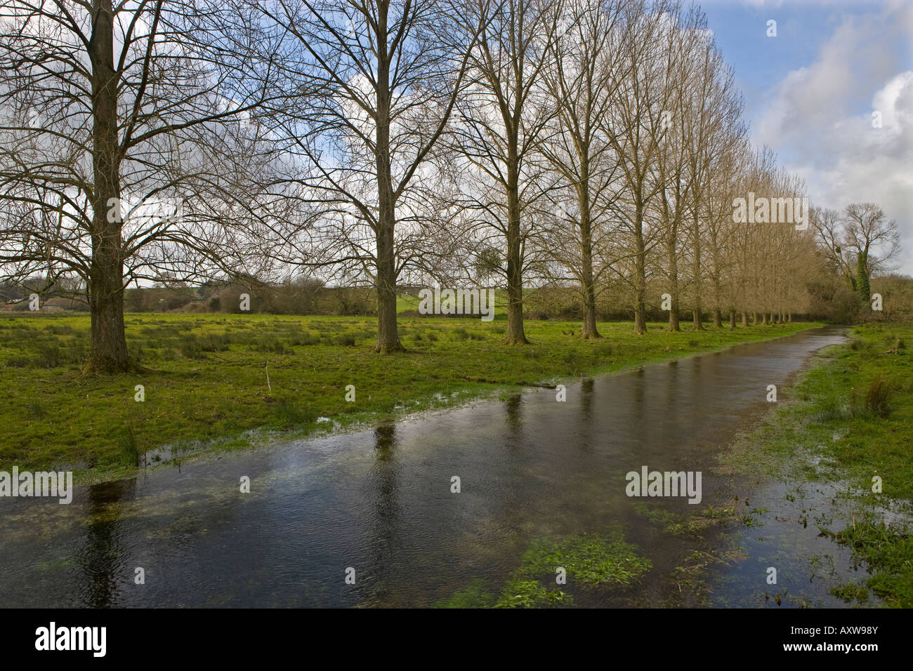 Poplar trees by the River Allen at Wimborne St Giles Stock Photo