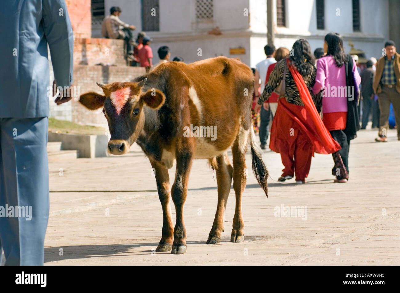 holy sacred cows cattles in the street at Pashupatinath Tempel cremation area pashu pati kathmandu bodnath NEPAL  ASIA Stock Photo