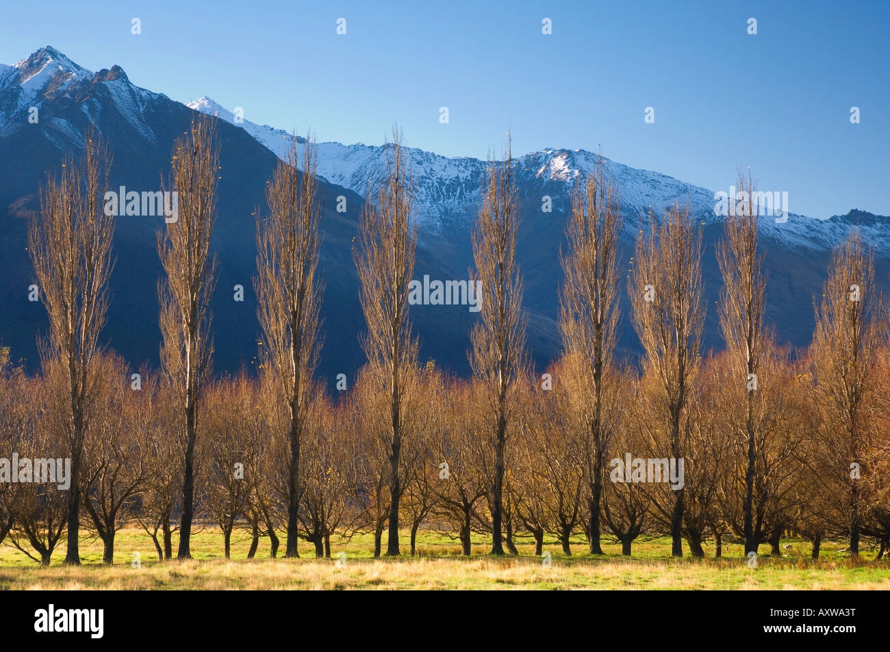Poplar trees, Matukituki Valley, Central Otago, South Island, New Zealand, Pacific Stock Photo