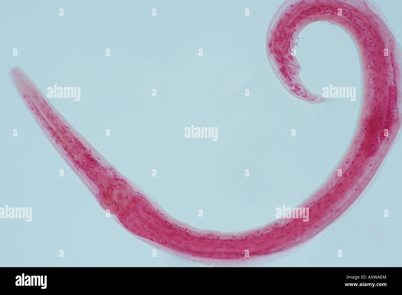 microscopic worm Stock Photo