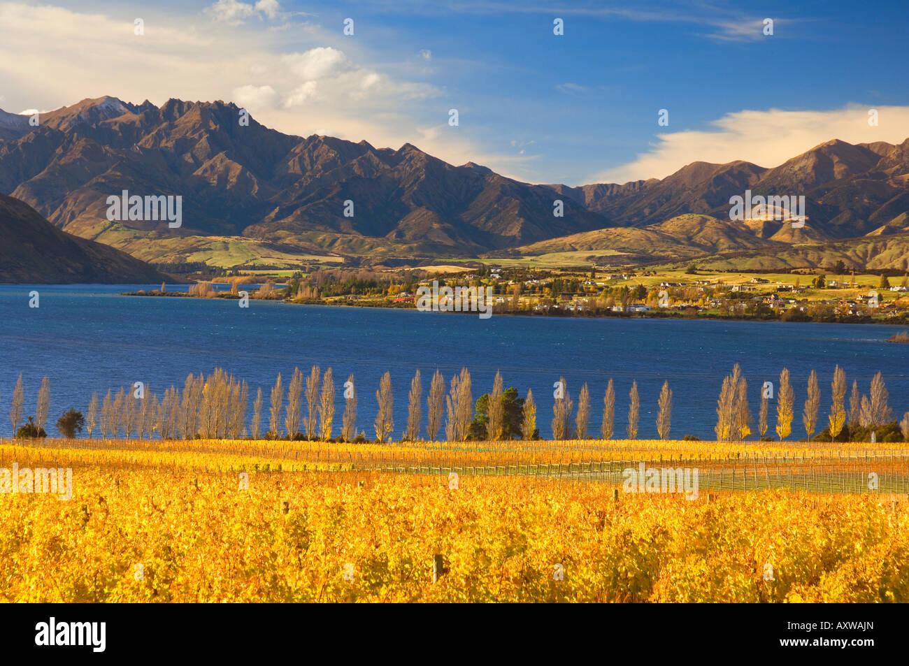 Vineyard and Lake Wanaka, Wanaka, Central Otago, South Island, New Zealand, Pacific Stock Photo