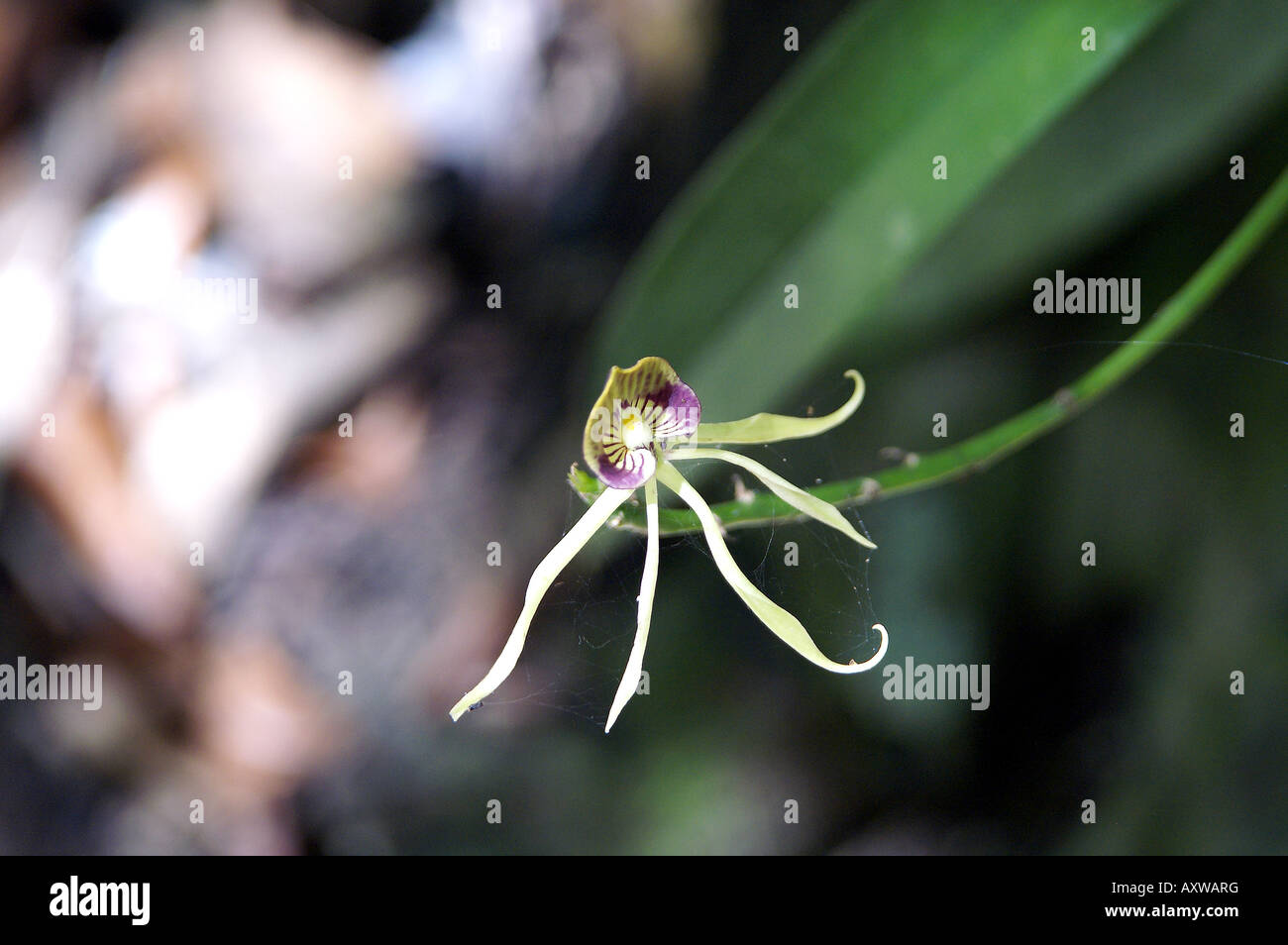 The national flower of belize hires stock photography and images Alamy