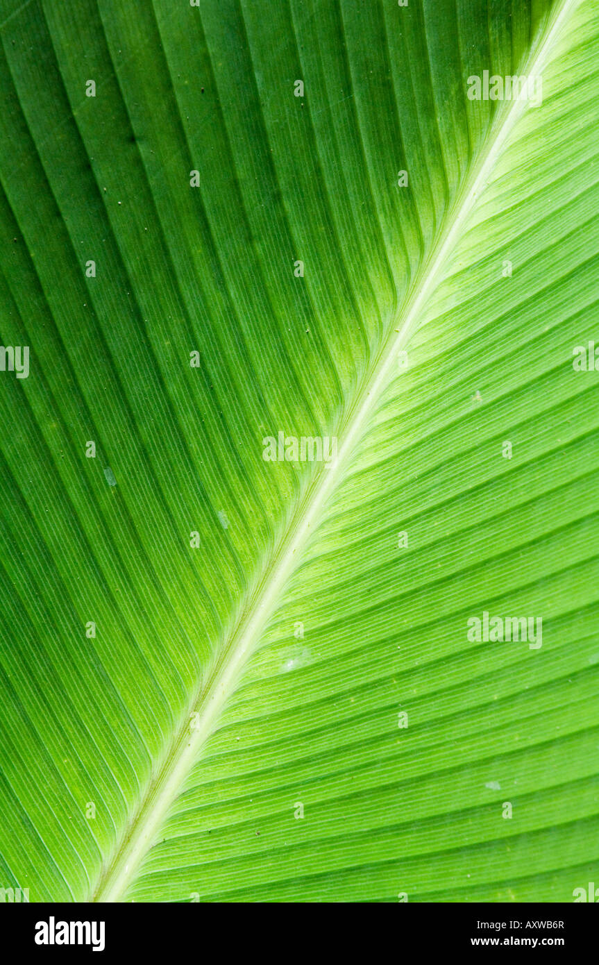 Leaf, Arenal area, Costa Rica Stock Photo