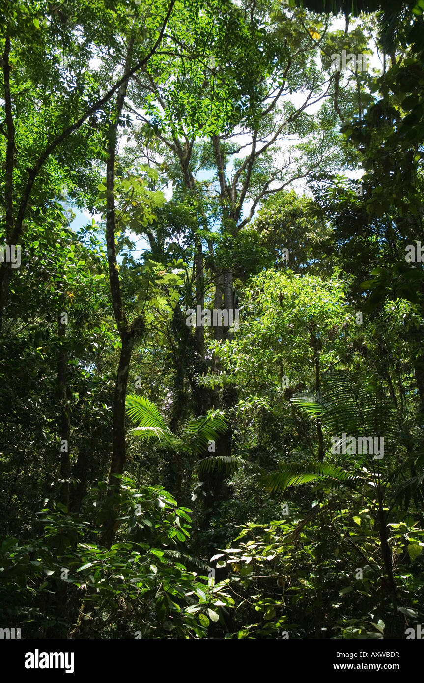 Rainforest canopy in Arenal Hanging Bridges park, Arenal, Costa Rica Stock Photo