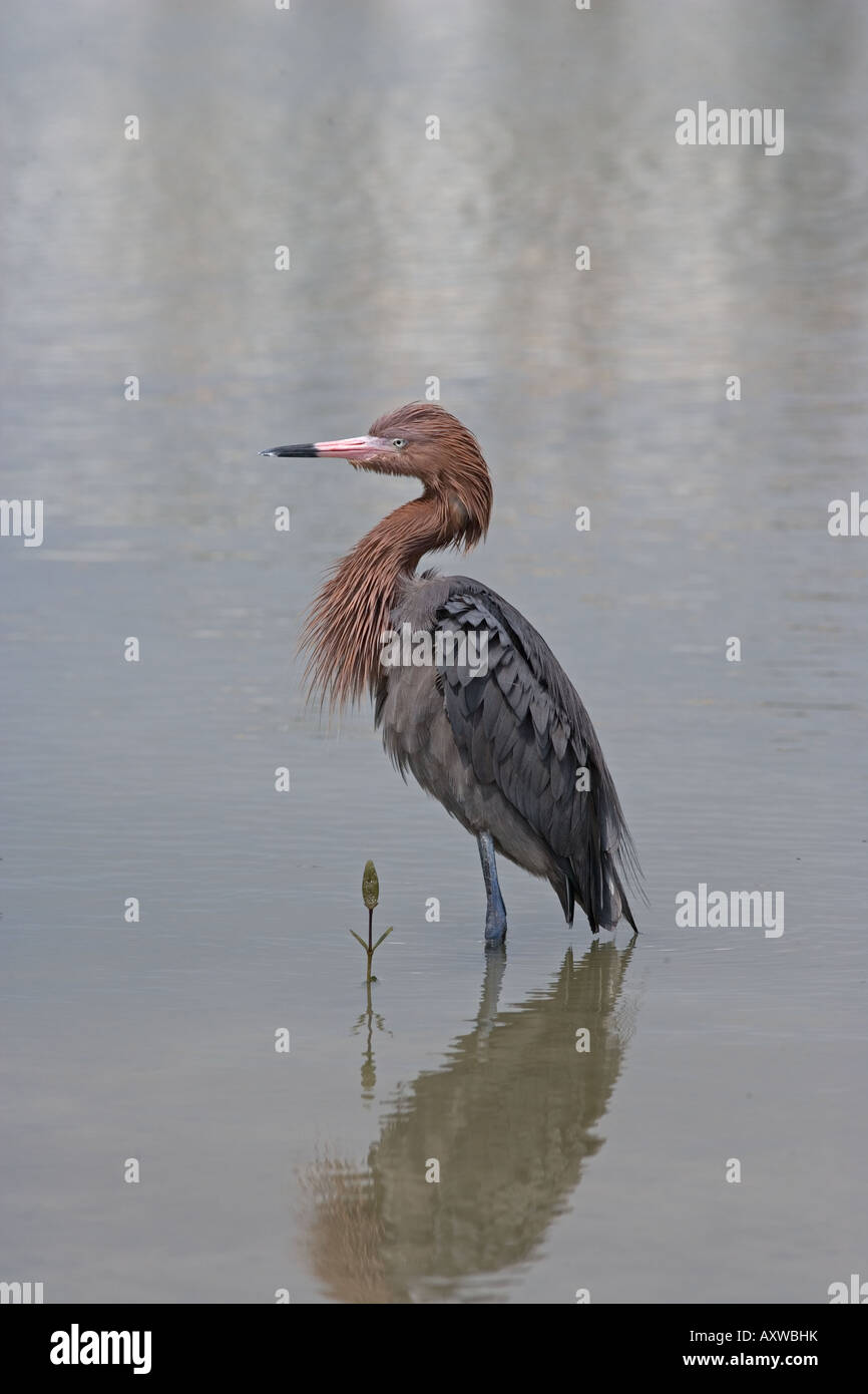 Reddish Egret Egretta rufescens Florida USA Stock Photo