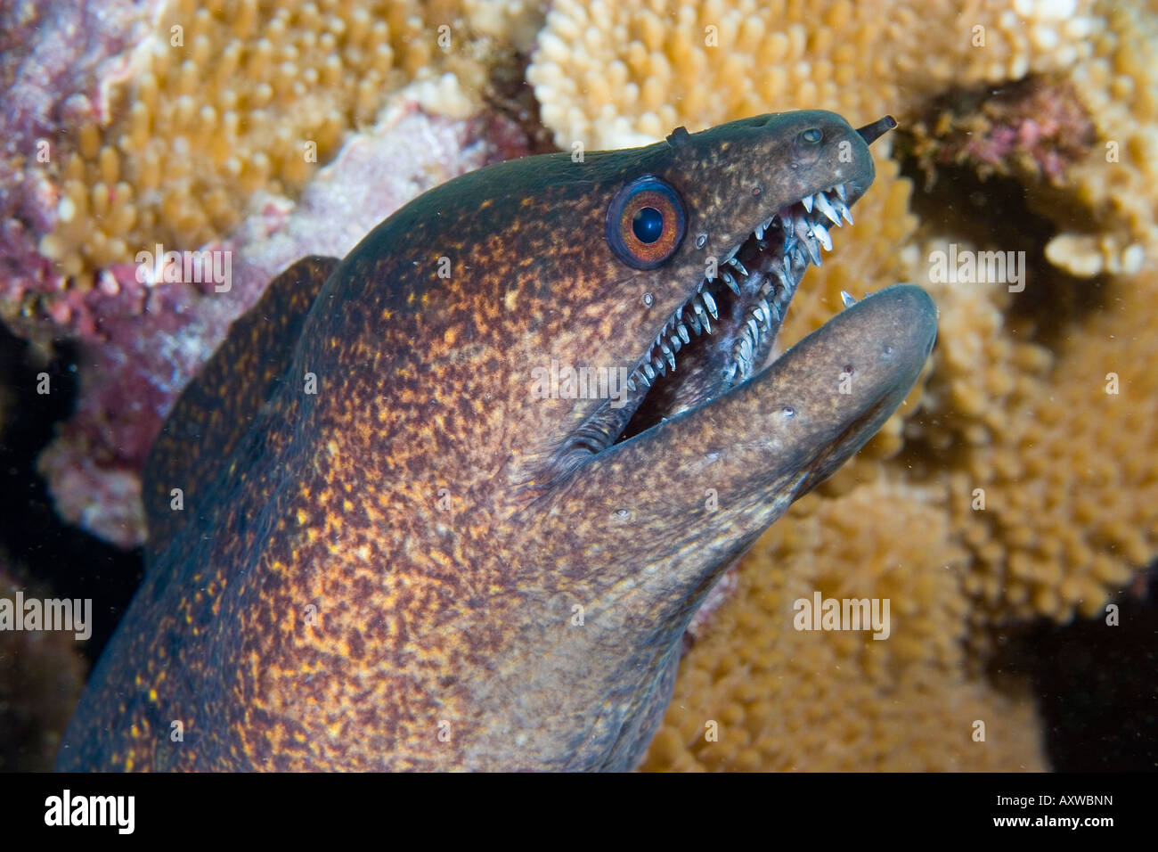 Maui eel hires stock photography and images Alamy