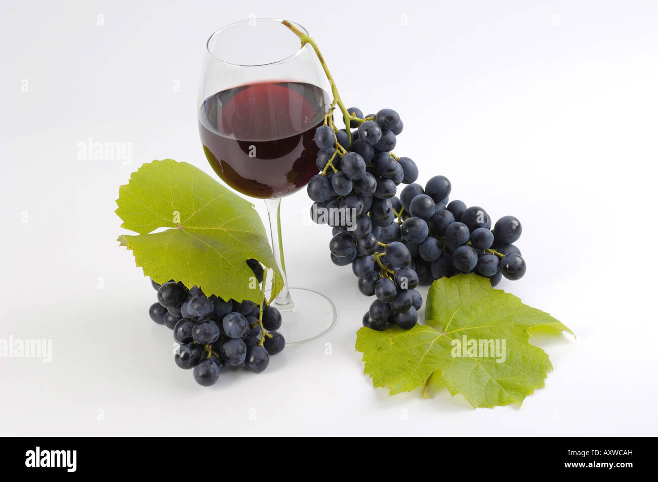 grape-vine, vine (Vitis vinifera), Franconia wine Trollinger and Bunch of Grapes Stock Photo
