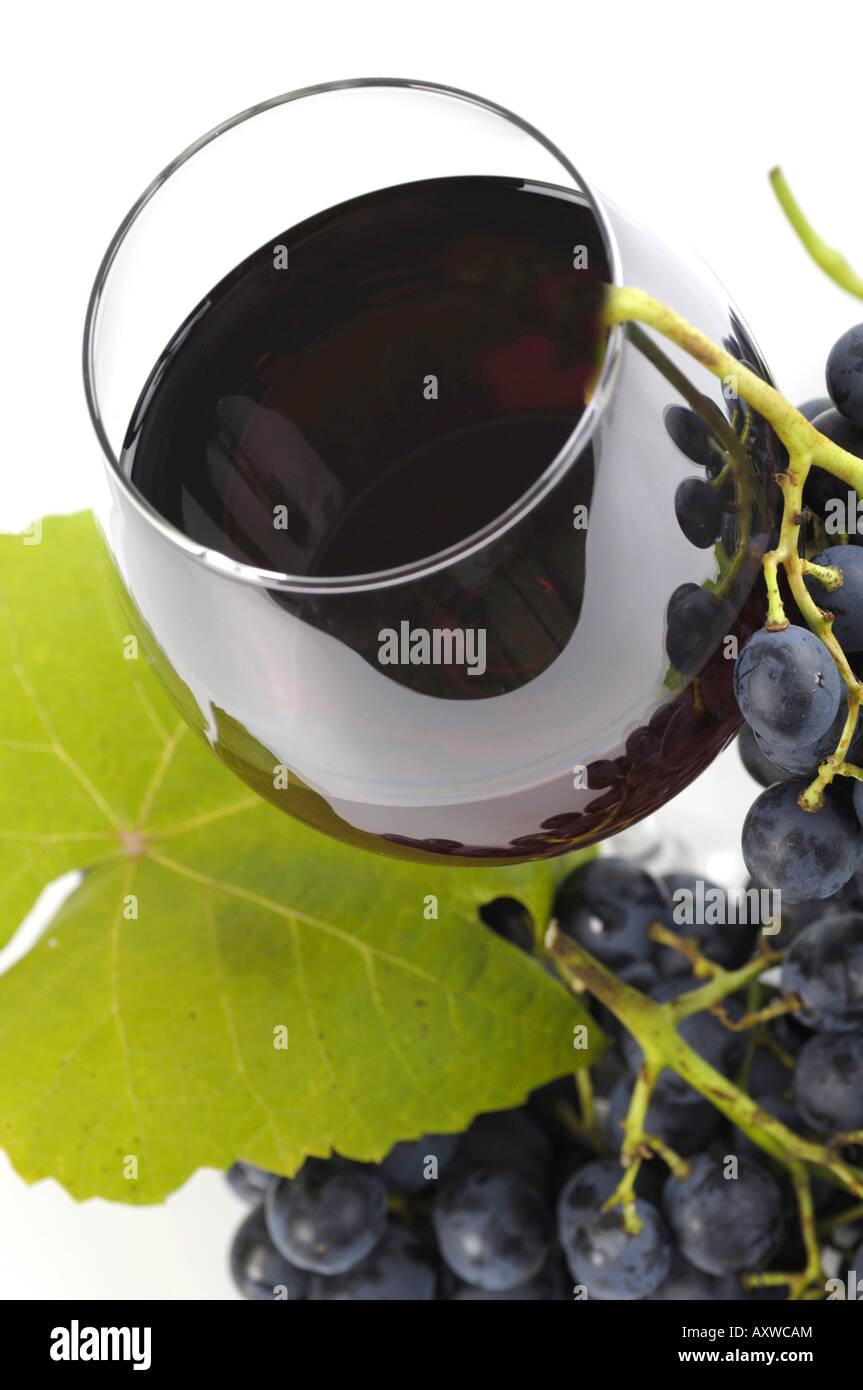 grape-vine, vine (Vitis vinifera), Franconia wine Trollinger and Bunch of Grapes Stock Photo
