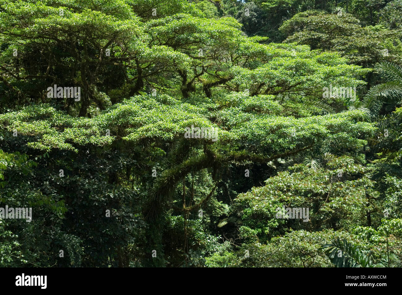 Rainforest vegitation, Hanging Bridges walk, Arenal, Costa Rica Stock Photo